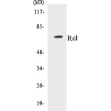 Western Blot - Rel Cell Based ELISA Kit (CB5603) - Antibodies.com