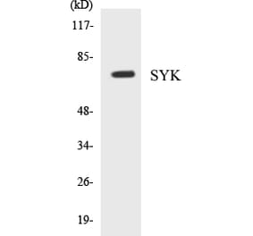 Western Blot - SYK Cell Based ELISA Kit (CB5667) - Antibodies.com