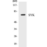 Western Blot - SYK Cell Based ELISA Kit (CB5667) - Antibodies.com