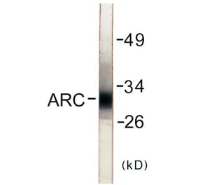Western Blot - ARC Cell Based ELISA Kit (CB5741) - Antibodies.com