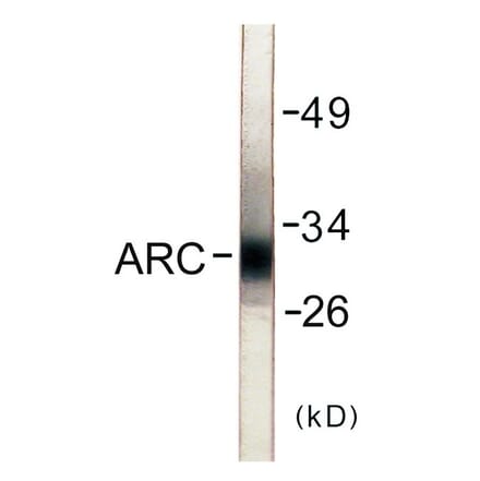 Western Blot - ARC Cell Based ELISA Kit (CB5741) - Antibodies.com