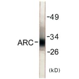 Western Blot - ARC Cell Based ELISA Kit (CB5741) - Antibodies.com