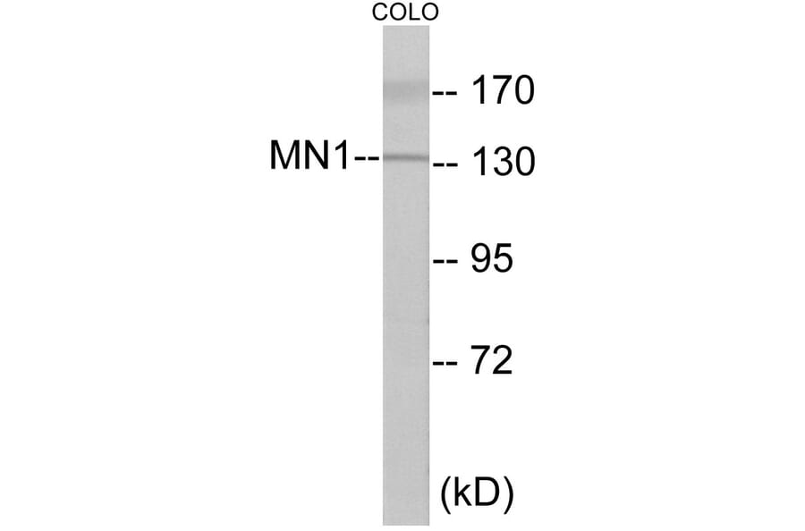 Western Blot - MN1 Cell Based ELISA Kit (CB5971) - Antibodies.com
