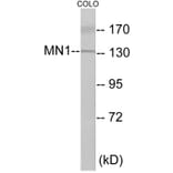 Western Blot - MN1 Cell Based ELISA Kit (CB5971) - Antibodies.com