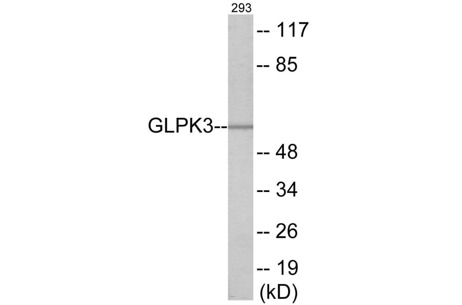 Western Blot - GK3 Cell Based ELISA Kit (CB6003) - Antibodies.com