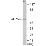 Western Blot - GK3 Cell Based ELISA Kit (CB6003) - Antibodies.com