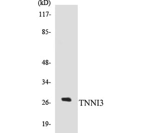 Western Blot - TNNI3 Cell Based ELISA Kit (CB5696) - Antibodies.com