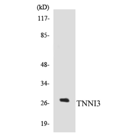Western Blot - TNNI3 Cell Based ELISA Kit (CB5696) - Antibodies.com