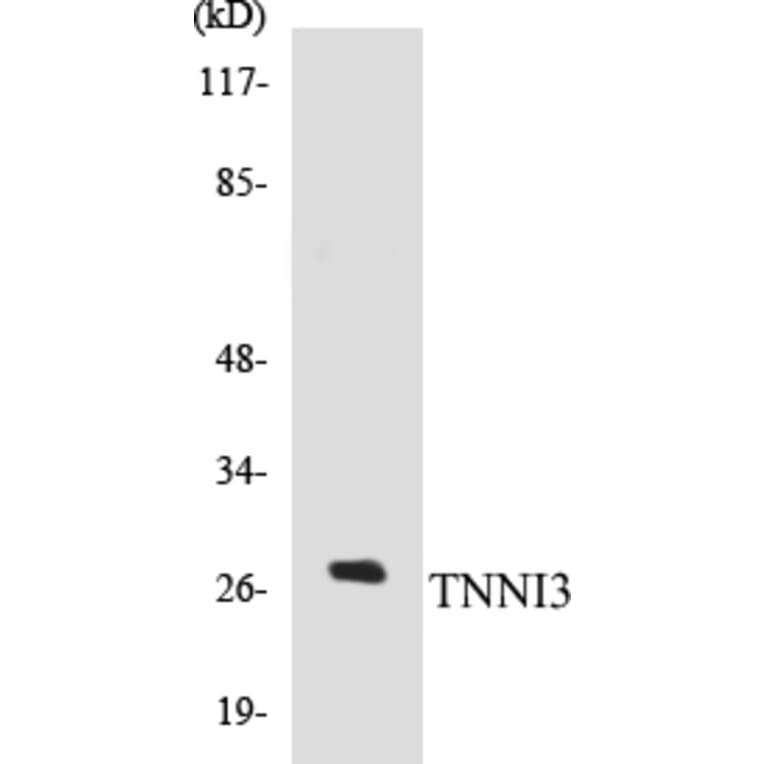 Western Blot - TNNI3 Cell Based ELISA Kit (CB5696) - Antibodies.com