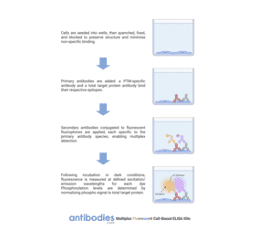 Protocol Diagram - Myosin regulatory light chain 2 (phospho Ser18) Cell-Based ELISA Kit (FLUO-CBP1263) - Antibodies.com