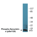 Western Blot - alpha Synuclein (phospho Ser129) Cell Based ELISA Kit (FLUO-CBP1221) - Antibodies.com