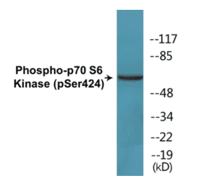Western Blot - p70 S6 Kinase (phospho Ser424) Cell Based ELISA Kit (FLUO-CBP1651) - Antibodies.com