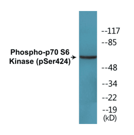 Western Blot - p70 S6 Kinase (phospho Ser424) Cell Based ELISA Kit (FLUO-CBP1651) - Antibodies.com