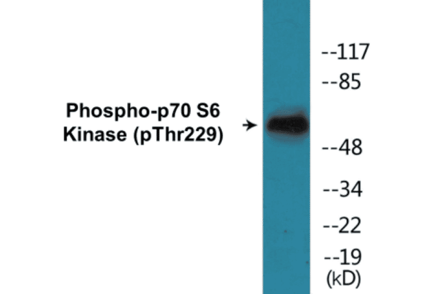 Western Blot - p70 S6 Kinase (phospho Thr229) Cell Based ELISA Kit (FLUO-CBP1189) - Antibodies.com
