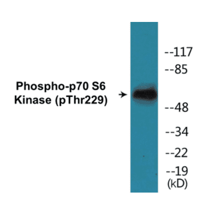 Western Blot - p70 S6 Kinase (phospho Thr229) Cell Based ELISA Kit (FLUO-CBP1189) - Antibodies.com