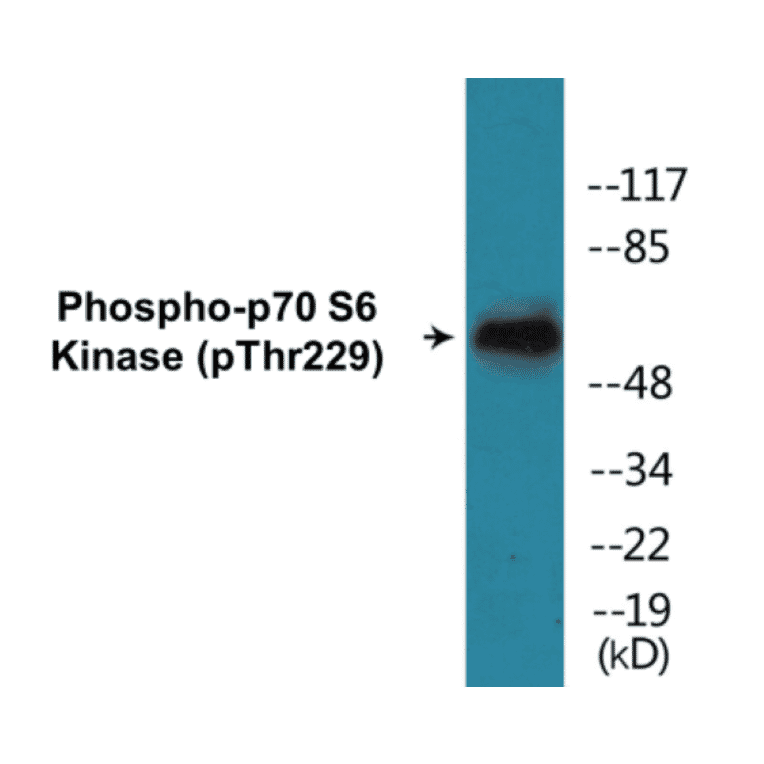 Western Blot - p70 S6 Kinase (phospho Thr229) Cell Based ELISA Kit (FLUO-CBP1189) - Antibodies.com