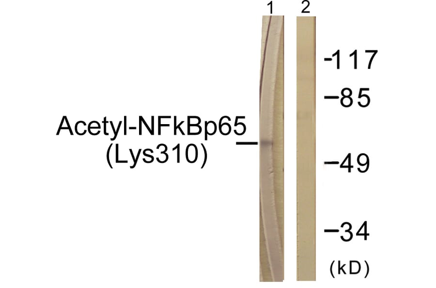 Western Blot - NF-kappaB p65 (acetyl Lys310) Cell Based ELISA Kit (FLUO-CBP1886) - Antibodies.com