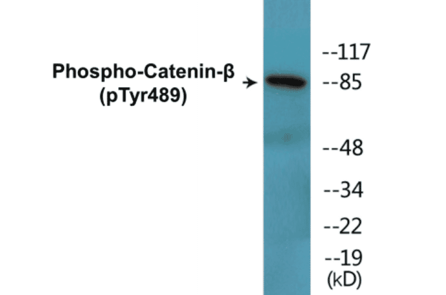 Western Blot - beta Catenin (phospho Tyr489) Cell Based ELISA Kit (FLUO-CBP1711) - Antibodies.com