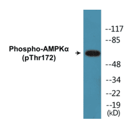 Western Blot - AMPK alpha (phospho Thr172) Cell Based ELISA Kit (FLUO-CBP1003) - Antibodies.com