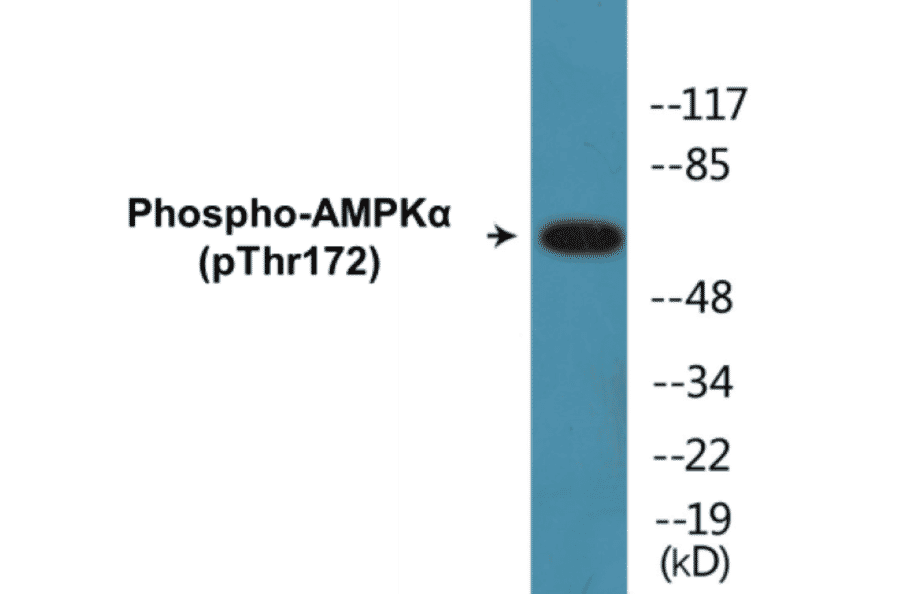 Western Blot - AMPK alpha (phospho Thr172) Cell Based ELISA Kit (FLUO-CBP1003) - Antibodies.com