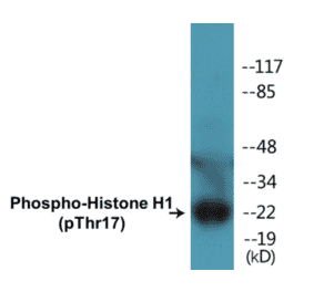 Western Blot - Histone H1 (phospho Thr17) Cell Based ELISA Kit (FLUO-CBP1382) - Antibodies.com