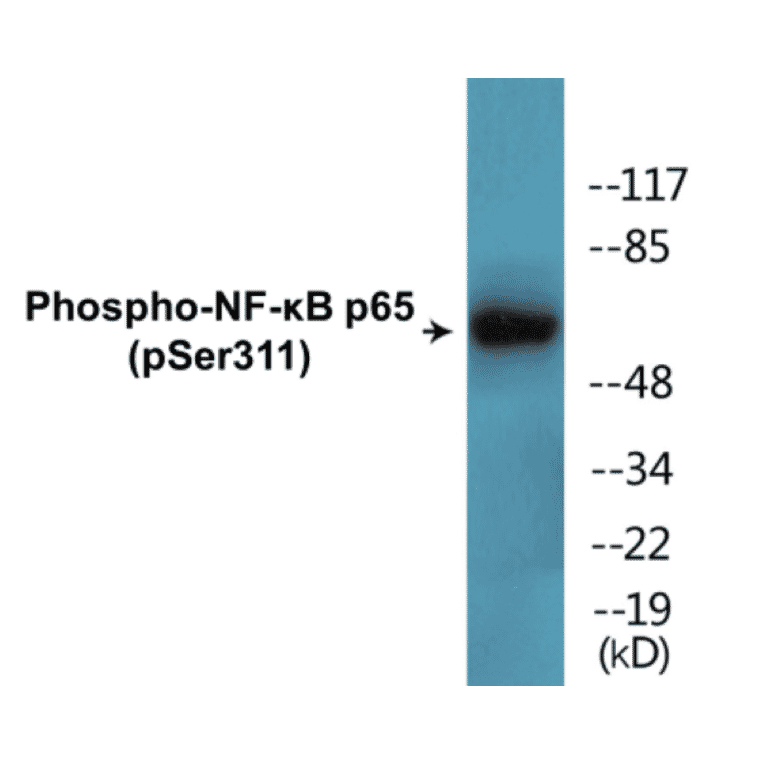 Western Blot - NF-kB p65 (phospho Ser311) Cell Based ELISA Kit (FLUO-CBP1625) - Antibodies.com