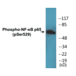 Western Blot - NF-kB p65 (phospho Ser529) Cell Based ELISA Kit (FLUO-CBP1091) - Antibodies.com