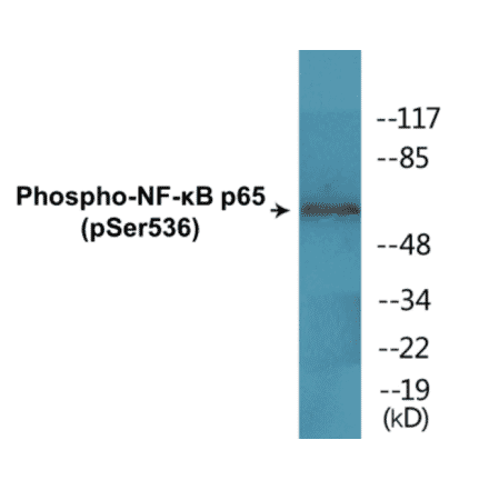 Western Blot - NF-kB p65 (phospho Ser536) Cell Based ELISA Kit (FLUO-CBP1633) - Antibodies.com