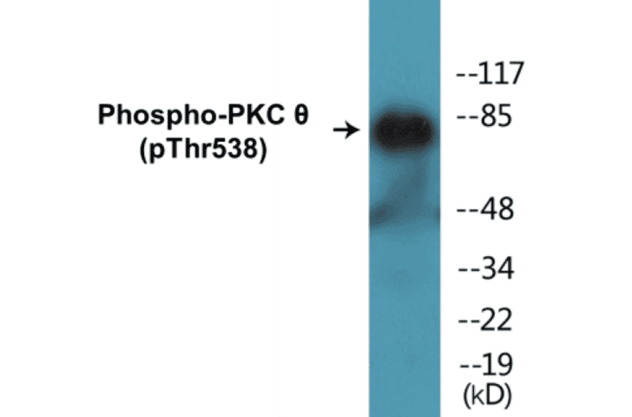 Western Blot - PKC theta (phospho Thr538) Cell Based ELISA Kit (FLUO-CBP1277) - Antibodies.com