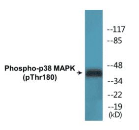 Western Blot - p38 MAPK (phospho Thr180) Cell Based ELISA Kit (FLUO-CBP1640) - Antibodies.com