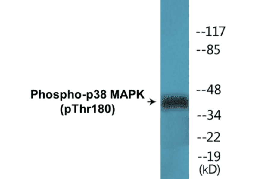 Western Blot - p38 MAPK (phospho Thr180) Cell Based ELISA Kit (FLUO-CBP1640) - Antibodies.com