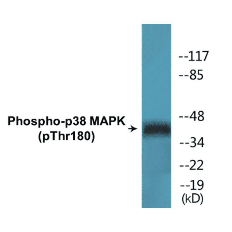 Western Blot - p38 MAPK (phospho Thr180) Cell Based ELISA Kit (FLUO-CBP1640) - Antibodies.com