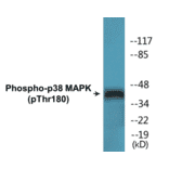 Western Blot - p38 MAPK (phospho Thr180) Cell Based ELISA Kit (FLUO-CBP1640) - Antibodies.com