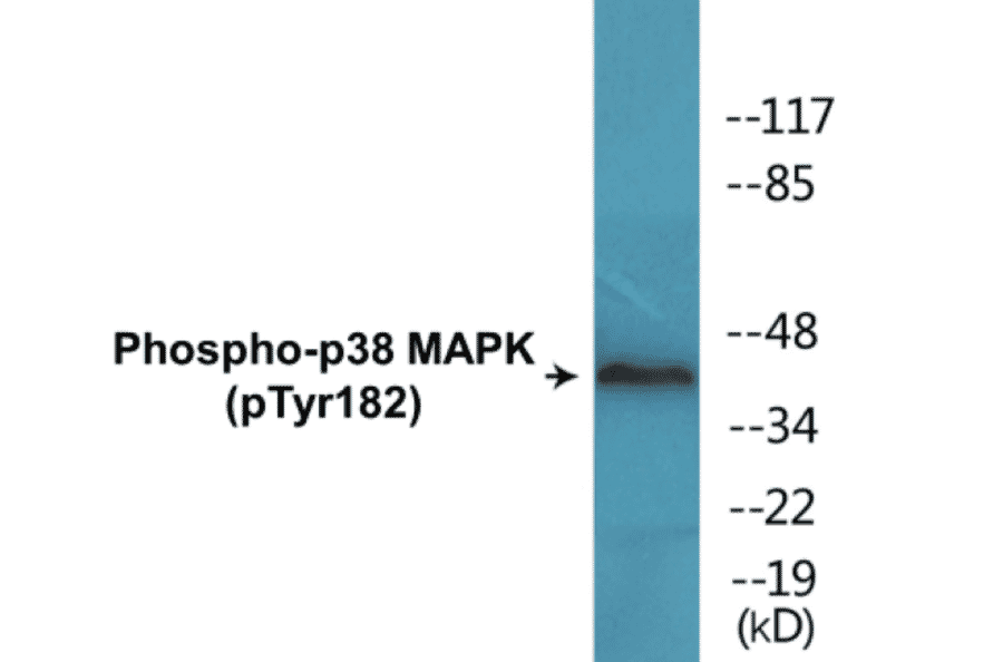 Western Blot - p38 MAPK (phospho Tyr182) Cell Based ELISA Kit (FLUO-CBP1641) - Antibodies.com