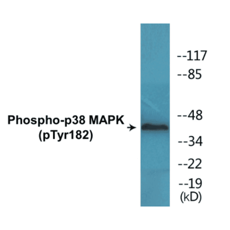 Western Blot - p38 MAPK (phospho Tyr182) Cell Based ELISA Kit (FLUO-CBP1641) - Antibodies.com