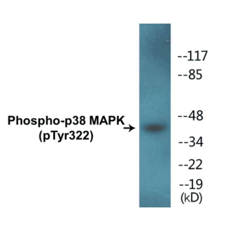 Western Blot - p38 MAPK (phospho Tyr322) Cell Based ELISA Kit (FLUO-CBP1303) - Antibodies.com