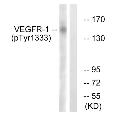 Western Blot - VEGFR1 (phospho Tyr1333) Cell Based ELISA Kit (FLUO-CBP1873) - Antibodies.com