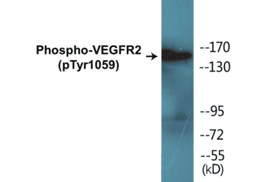 Western Blot - VEGFR2 (phospho Tyr1059) Cell Based ELISA Kit (FLUO-CBP1230) - Antibodies.com