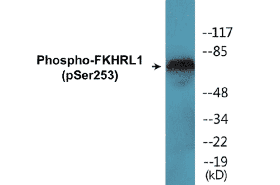 Western Blot - FKHRL1 (phospho Ser253) Cell Based ELISA Kit (FLUO-CBP1558) - Antibodies.com