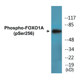 Western Blot - FOXO1A (phospho Ser256) Cell Based ELISA Kit (FLUO-CBP1556) - Antibodies.com