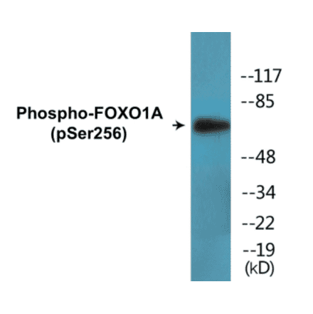 Western Blot - FOXO1A (phospho Ser256) Cell Based ELISA Kit (FLUO-CBP1556) - Antibodies.com