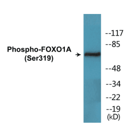 Western Blot - FOXO1A (phospho Ser319) Cell Based ELISA Kit (FLUO-CBP1557) - Antibodies.com
