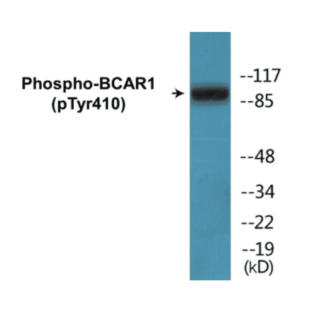 Western Blot - BCAR1 (phospho Tyr410) Cell Based ELISA Kit (FLUO-CBP1070) - Antibodies.com