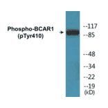 Western Blot - BCAR1 (phospho Tyr410) Cell Based ELISA Kit (FLUO-CBP1070) - Antibodies.com