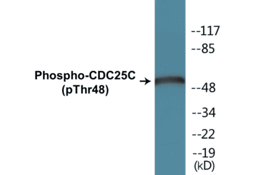 Western Blot - CDC25C (phospho Thr48) Cell Based ELISA Kit (FLUO-CBP1247) - Antibodies.com