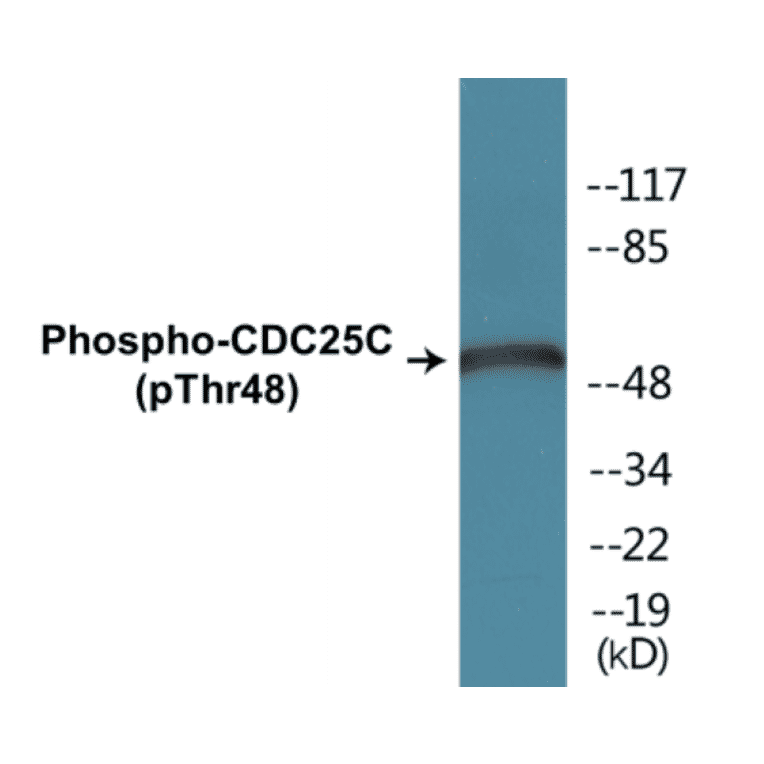 Western Blot - CDC25C (phospho Thr48) Cell Based ELISA Kit (FLUO-CBP1247) - Antibodies.com