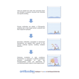 Protocol Diagram - Cofilin (phospho Ser3) Cell-Based ELISA Kit (FLUO-CBP1521) - Antibodies.com