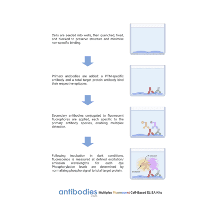 Protocol Diagram - CXCR4 (phospho Ser339) Cell-Based ELISA Kit (FLUO-CBP1352) - Antibodies.com