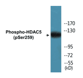 Western Blot - HDAC5 (phospho Ser259) Cell Based ELISA Kit (FLUO-CBP1123) - Antibodies.com
