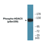 Western Blot - HDAC5 (phospho Ser259) Cell Based ELISA Kit (FLUO-CBP1123) - Antibodies.com